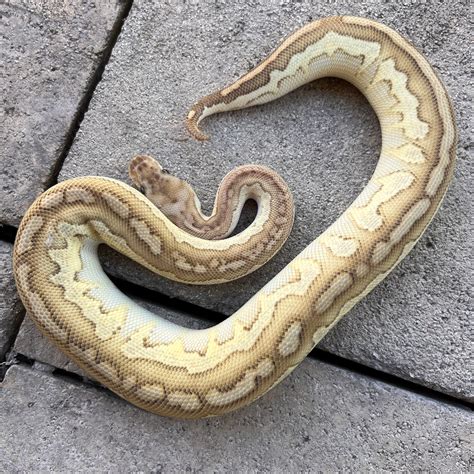 Image result for Ball Python Lesser Pastel Disco