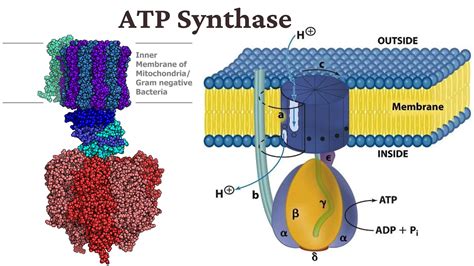 ATP Synthesis Mitochondria に対する画像結果