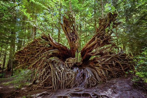 Image result for Cedar Tree Root System