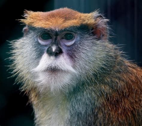 Monkey Fakemon に対する画像結果