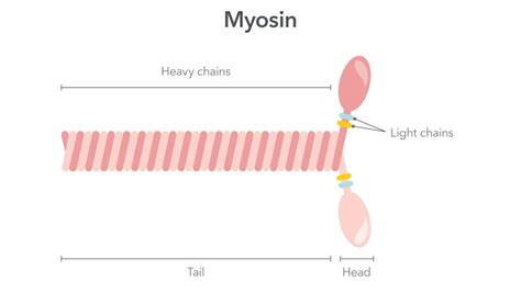 Image result for 4D Myosin Receptor
