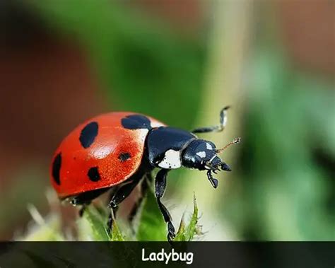Image result for Ladybug Fun Facts for Kids