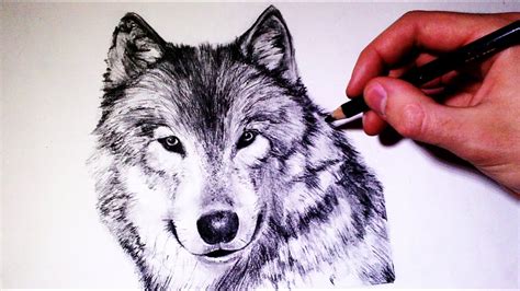 How to draw a realistic Wolf - (Time Lapse) - YouTube
