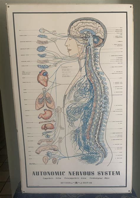 Autonomic Nervous System Function Chart に対する画像結果