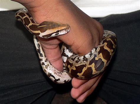 Image result for Rock Python Baby Snake