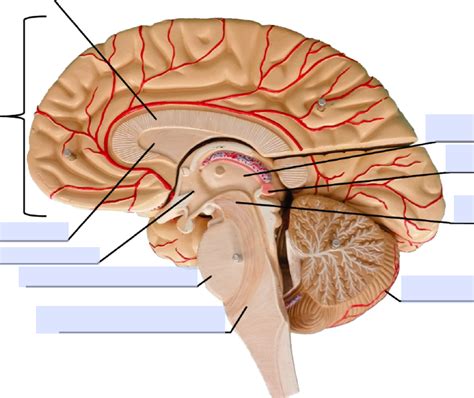 Image result for Brain Model Description Card