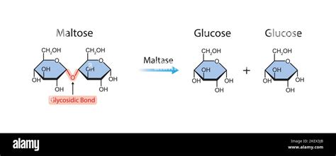 Afbeeldingsresultaten voor Sucrase Enzyme Structure