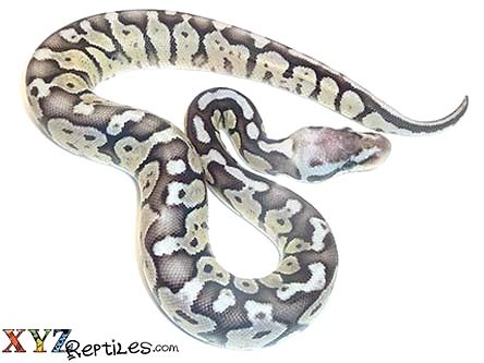Image result for Super Pastel Axanthic Ball Python