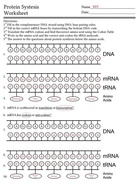Image result for Protein Synthesis WebQuest Answer Key