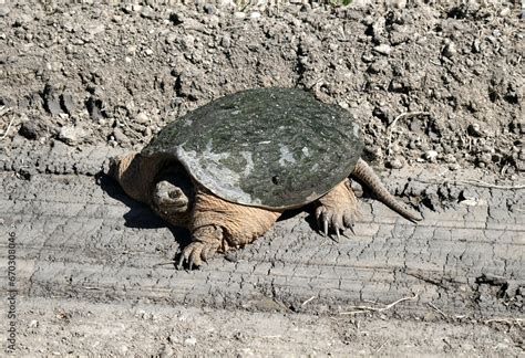 Image result for Snapping Turtle Shell Bottom