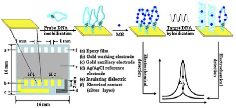 תוצאת תמונה עבור Electrode Array Device