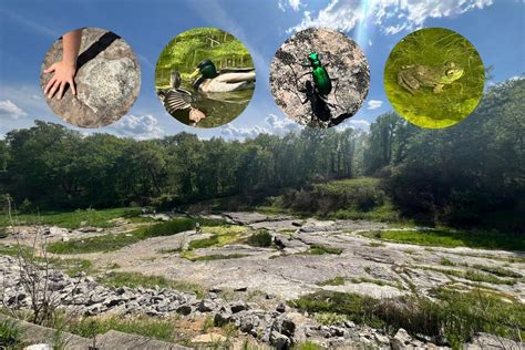 Image result for Fossil and Gem Hunting in Iowa