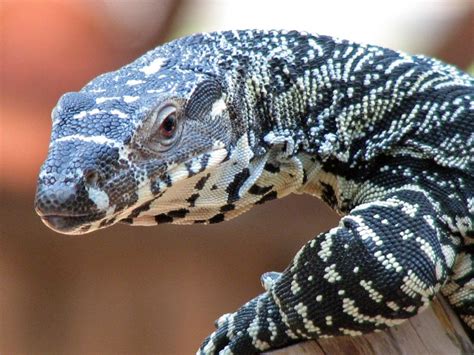 Image result for Australian Monitor Lizard