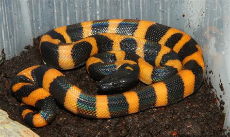 Image result for White Ringed Python