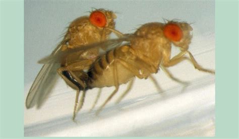 Image result for How Do Flies Procreate