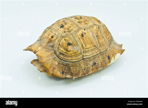 Image result for Freshwater Turtle Shell