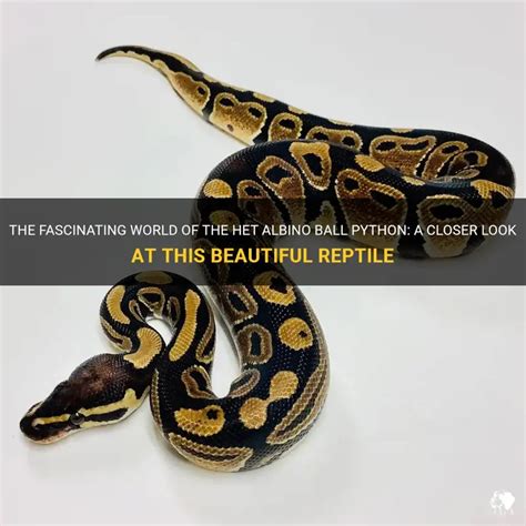 Image result for True Albino Ball Python