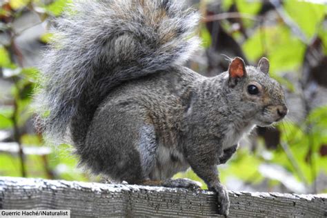 Image result for Different Types of Squirrels