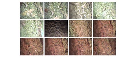 Optical Microscope Magnification に対する画像結果