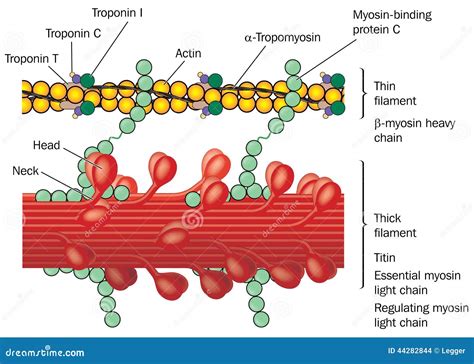 Afbeeldingsresultaten voor Actin and Myosin Simple Structure