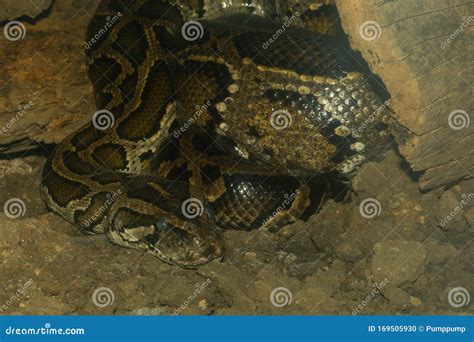 Image result for Burmese Python in a Tree