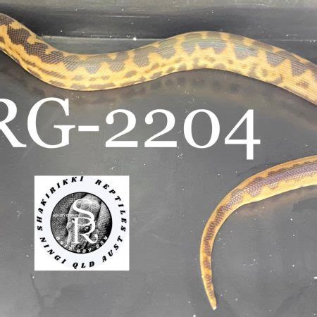 Image result for Pimy Python