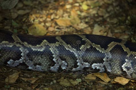 Naga Tree Python Skin に対する画像結果