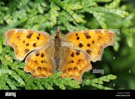 Image result for Polygonia Butterfly