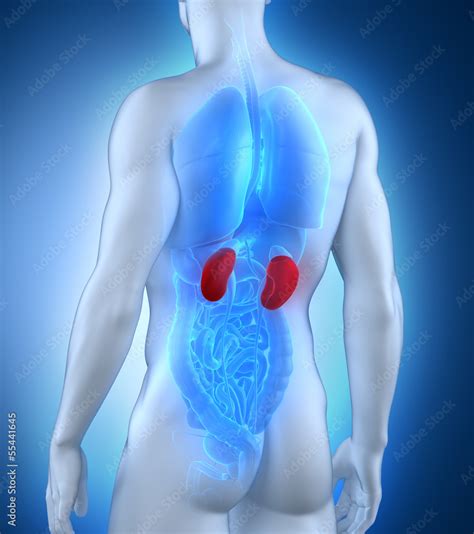 Male kidney anatomy posterior view Stock Illustration | Adobe Stock