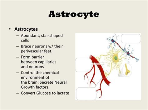 Image result for Astrocyte Function