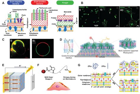 Cell Envelope Structure に対する画像結果