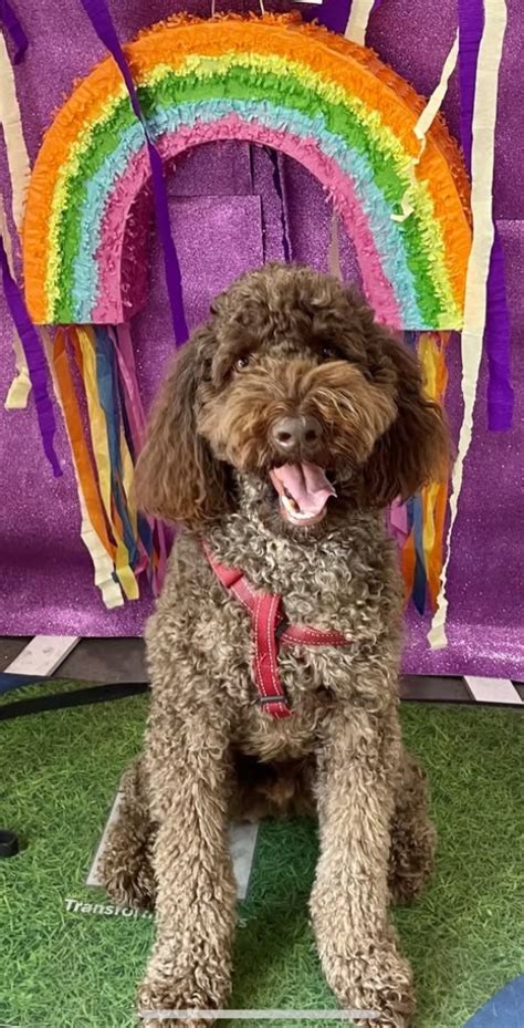 Image result for Chico Look Alike