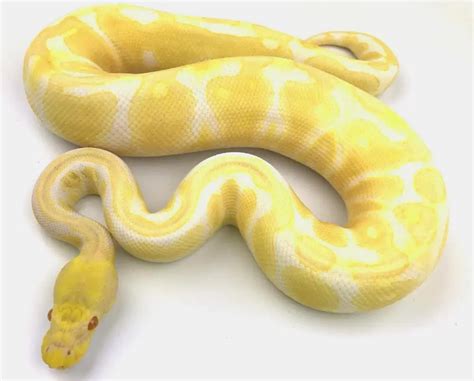 Image result for High Contrast Albino Ball Python