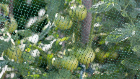 Image result for Put Bird Net Over Fruit Tree