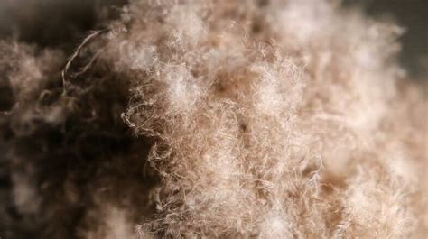 Iceladic Eiderdown に対する画像結果