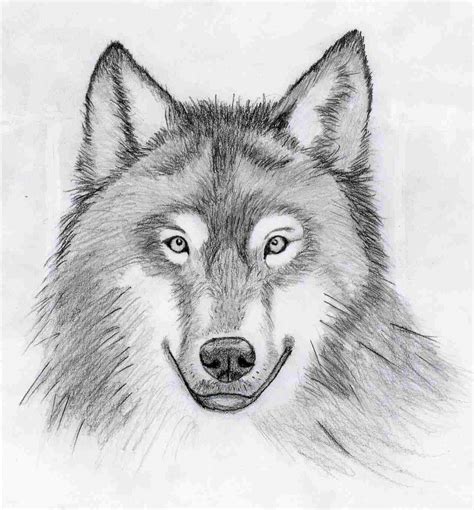 Image result for Wolves Drawing