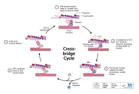 Toradh íomhá ar Muscle Contraction Concept Map