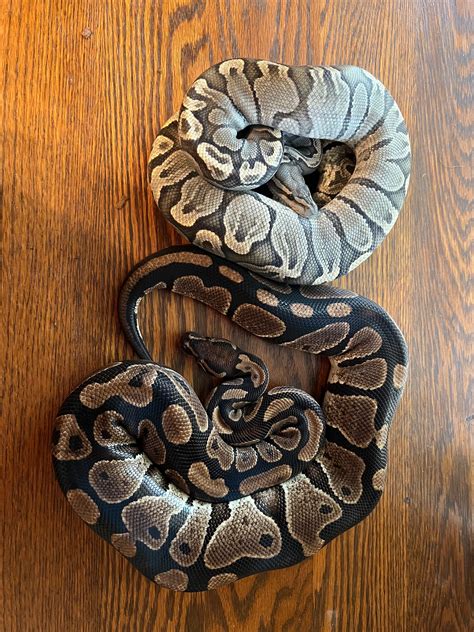 Image result for Lesser Normal Ball Python