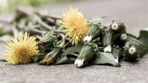 Image result for Nebraska Springfield Weeds