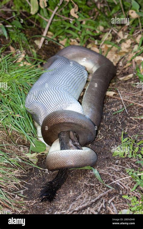 Toradh íomhá ar Python Eating Rock Walkaby
