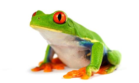 Image result for What Is a Red Eyed Tree Frog