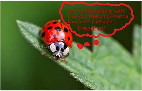 Image result for Lady Bug Doing It