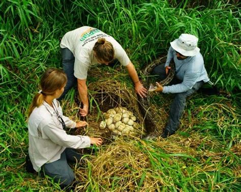 Largest Python Nest に対する画像結果