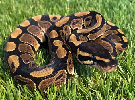 Image result for Royal Python in the Wild