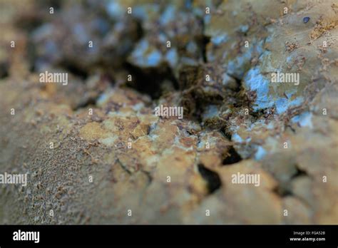 Exploding Puffball に対する画像結果