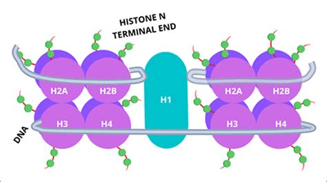 -Nucleosomal organization of DNA. The DNA strand is coiled around an ...
