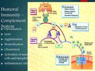 Image result for Humroal Immunity Complement