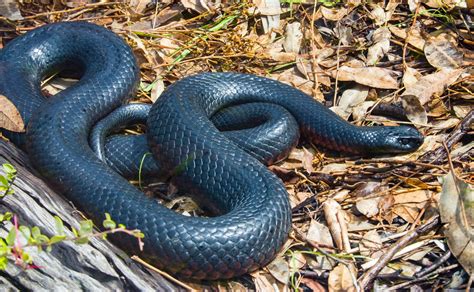 Toradh íomhá ar Dark Python Snake