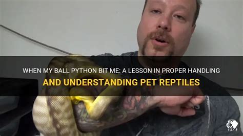 Image result for Ball Python Rbite