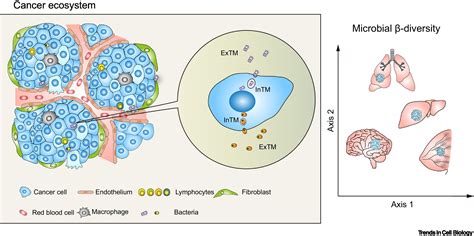 Toradh íomhá ar Intracellular Extracellular and Intravascular